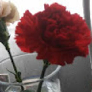 Meet your Posher, Ariana